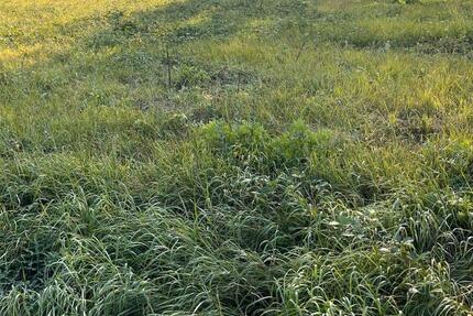 Wiesen nahe Bad Dürkheim an Privilegierte Landwirte zu verpachten