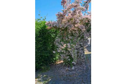 Kleingarten, Schwarzer Bär, Torgau