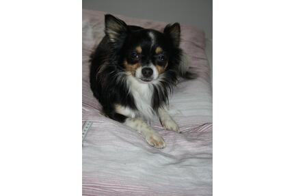 Mietwohnung 50-80 qm in Schweich oder näherer Umgebung - Osann-Monzel