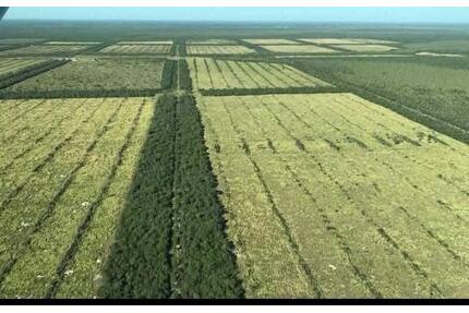 Investitionsoase im Herzen Südamerikas: 12500 Ha. - Germering