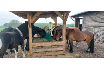 Platz im Offenstall Weide Offenstallplatz frei - Tarmstedt