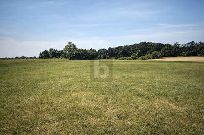 GRÜNLANDFLÄCHE - KAPITALANLAGE MIT PV-POTENTIAL - Dreschvitz