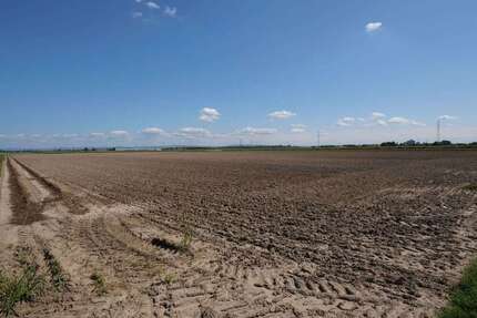 Grundstück in Mutterstadt 47.500,00 € 7950 m²