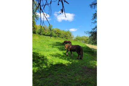 WG Zimmer plus Offenstall - 450,00&nbsp;EUR Kaltmiete, ca.&nbsp; 16,00&nbsp;m&sup2; in Pelm (PLZ: 54570)