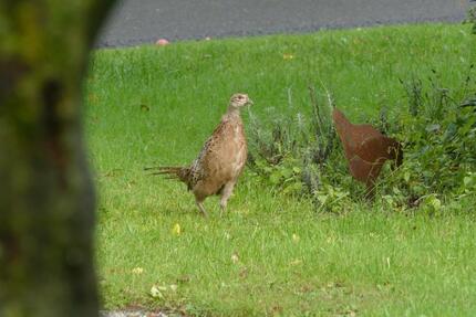 Ferienwohnung - 95,00&nbsp;EUR Kaltmiete, in Ahaus (PLZ: 48683)