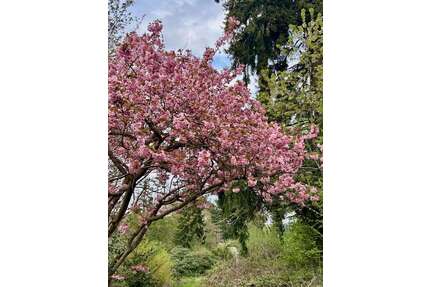 Grundstück zu verkaufen in Roetgen Mulartshütte 79.500,00 € 530 m² - Roetgen / Mulartshütte