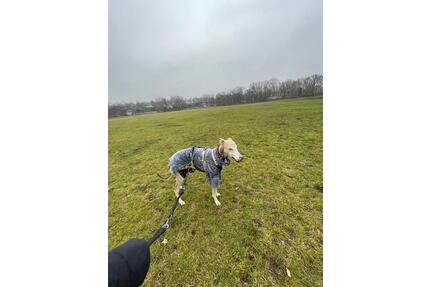 Berlin Finderlohn €1000 Ladengeschäft mit Wohnung Berlin