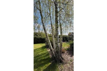 BauflächeBauplatzBaugrundstück bis 2.300 qm - teilbar, 2 VG, WA - Landesbergen