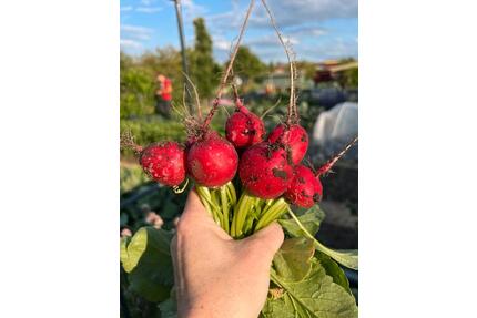 Kleingärtnerverein Mörse Schrebergarten Kleingarten - Wolfsburg Ehmen