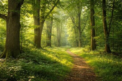 WaldgrundstückWaldflächeForst ca. 22327m² - Delitzsch