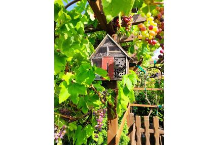 Pachtgarten in Niederdorf - 2.300,00&nbsp;EUR Kaltmiete, ca.&nbsp; 0,00&nbsp;m&sup2; in Chemnitz (PLZ: 09127) Adelsberg