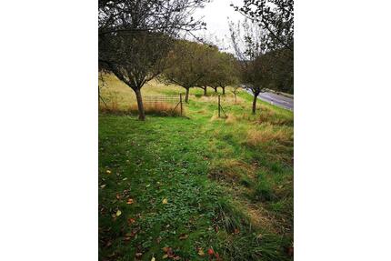 Streuobstwiese Freizeitgrundstück Garten Wiese Obstbaumgrundstück - Morbach