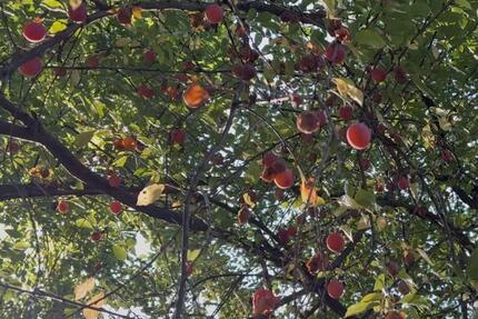 Garten von privat zu verpachten - Bad Karlshafen