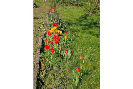 Schrebergarten - 60,00&nbsp;EUR Kaltmiete, ca.&nbsp; 0,00&nbsp;m&sup2; in Ilsenburg (Harz) (PLZ: 38871)