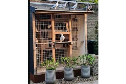 Garten Schrebergarten Platz Grundstücke vögel Tauben - Solingen