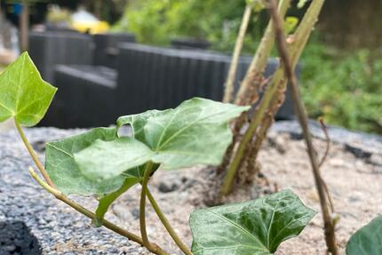 Appartment in Lahnstein Friedrichssegen