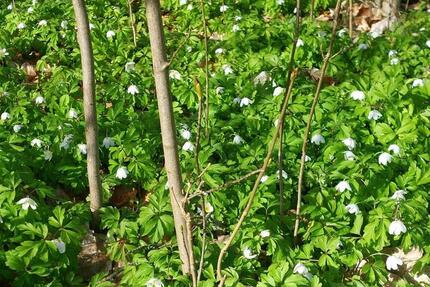 Studiowohnung 2.OG Stadtt.Ribnitz - Bad Sülze