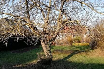 Pachtgarten - 50,00&nbsp;EUR Kaltmiete, ca.&nbsp; 0,00&nbsp;m&sup2; in Wernigerode (PLZ: 38855)