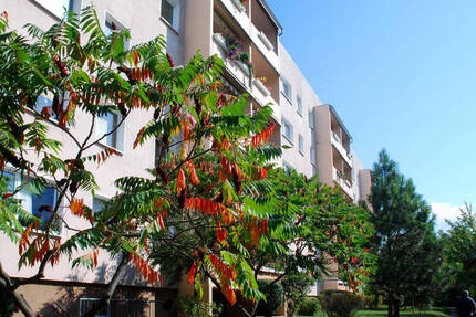 Sichere Mieteinnahmen ab dem ersten Tag - 1,5-Zimmer-Investment in Jena - Jena / Lobeda