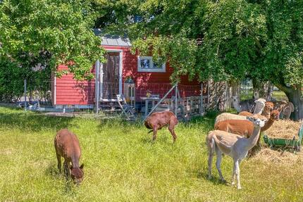 Tiny House auf Alpakafarm für 4 Pers. vor Usedom | 132641 - Murchin