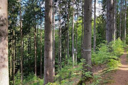 Große Waldflächen mit Zuwegungen - Flossenbürg