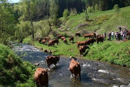 Zimmer in einem Bauernhof zu vermieten - Rehburg-Loccum