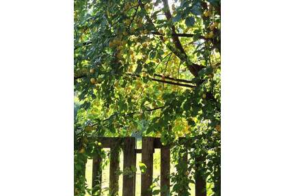 Kinder und Tiere willkommen! Großes Haus mit viel Platz und vielen Möglichkeiten! - Grafschaft Ringen