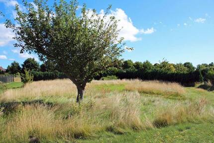 Ein Haus bauen und einen Baum pflanzen -hier haben Sie die Möglichkeit- Grundstück mit Bauvoranfrage - Born a. Darß