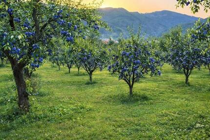 Natur. Ruhe. Zukunft. 2.500 m² in Buzăuland - Schönefeld