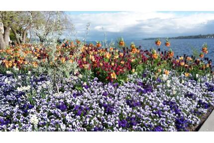 Ferienwohnung, 2 sep. SZ, nähe Bodensee, Urlaub auf dem Bauernhof - Herdwangen-Schönach
