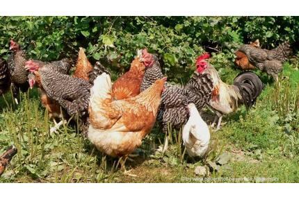 Leben, Wohnung auf dem Bauernhof - Rittersdorf