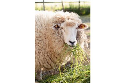 Urlaub auf dem Bauernhof (Ostseeinsel Fehmarn)