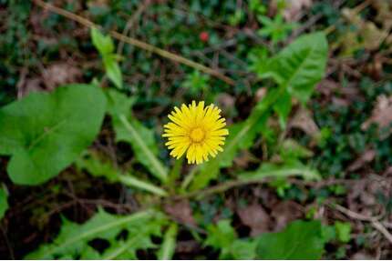 Grundstück zu verkaufen in Darmstadt 499.000,00 € 249 m²