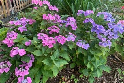 Schrebergarten, Kleingarten. - 4.300,00&nbsp;EUR Kaltmiete, ca.&nbsp; 0,00&nbsp;m&sup2; in Flensburg (PLZ: 24944) Fruerlund