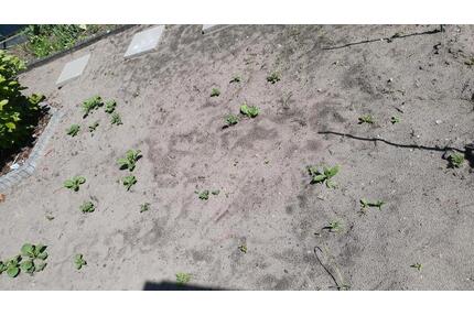 335m2 Garten Kleingartenanlage Schöneiche +lesen+!! - Berlin Treptow-Köpenick