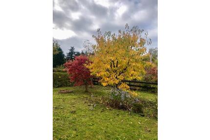 Kleingarten Chemnitz Adelsberg Pacht 09127