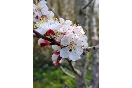 Kleingarten - 85,00&nbsp;EUR Kaltmiete, ca.&nbsp; 0,00&nbsp;m&sup2; in Varel (PLZ: 26316)