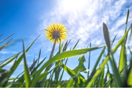 Zentrales Baugrundstück in Meerbusch
