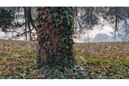 FreizeitgrundstückWaldGartenfläche 97993 Creglingen