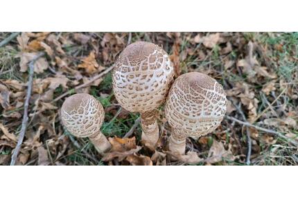 Grundstück in 06917 Jessen - 105,00&nbsp;EUR Kaltmiete, ca.&nbsp; 0,00&nbsp;m&sup2; in Jessen (Elster) (PLZ: 06917)