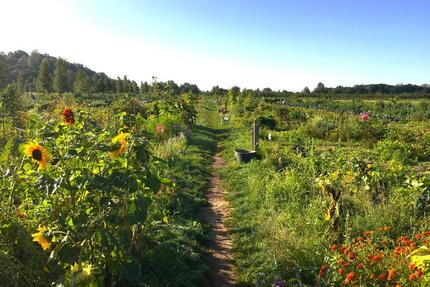 Garten mieten in Berlin – für 6 Monate – mit über 20 Gemüsesorten