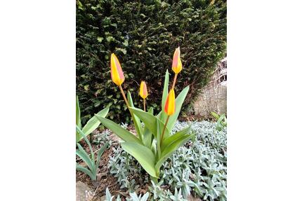 Gestaltbarer Pachtgarten – Deine grüne Oase in Erfurt mit 330 qm