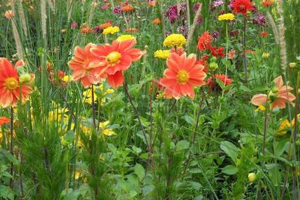 Großzügiges, sonniges Baugrundstück im grünen Hamburg-Niendorf - Hamburg / Niendorf