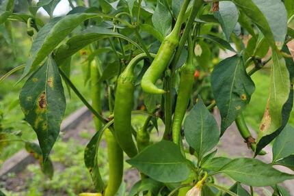 Schöner Garten in Lehrte - 1.700,00&nbsp;EUR Kaltmiete, ca.&nbsp; 0,00&nbsp;m&sup2; in Hannover (PLZ: 30655) Buchholz-Kleefeld