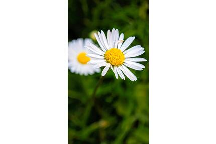 EFH am See ab 2027 - 1.800,00&nbsp;EUR Kaltmiete, ca.&nbsp; 110,00&nbsp;m&sup2; in Werder (Havel) (PLZ: 14542)