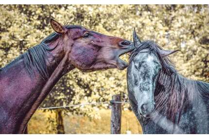 Haus zum Kaufen in Groß-Umstadt 538.471,00 € 145 m²