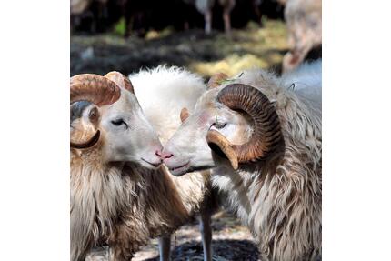 Schöne 2 und 3 ZKB Wohnung - 1.100,00&nbsp;EUR Kaltmiete, ca.&nbsp; 115,00&nbsp;m&sup2; in Fürth (PLZ: 64658)