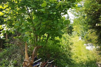 Waldgrundstück Vulkaneifel - 2,00&nbsp;EUR Kaltmiete, ca.&nbsp; 0,00&nbsp;m&sup2; in Bergisch Gladbach (PLZ: 51467) Paffrath