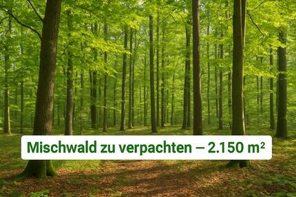 Holz, Ruhe, Natur - Dein Wald wartet bei Saalstadt auf Dich - Sankt Ingbert