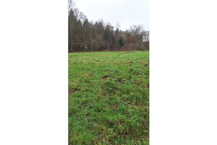 Weide Moorweide von privat zu verpachten, ca. 2500qm ab sofort - Gnarrenburg